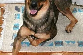 3-letni Tobi - nie przeocz takiego skarbu :),  maz