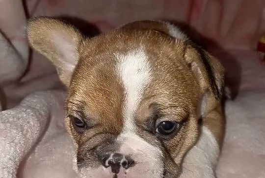Buldog francuski szcenieta