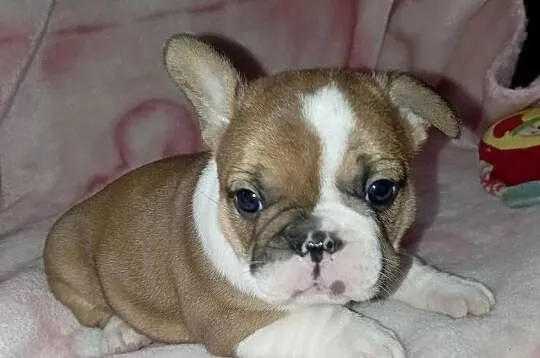 Buldog francuski szcenieta, Mazowieckie, Legionowo