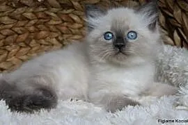Piękna niebieskooka kotka Syberyjska Neva Masquera, Kutno