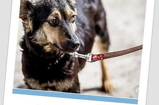 Przekochane psiaki,BERKA i CZIKUŚ,razem lub osobno,SZUKAMY DOMKÓW!,  małopolskie Kraków, Małopolskie, Kraków