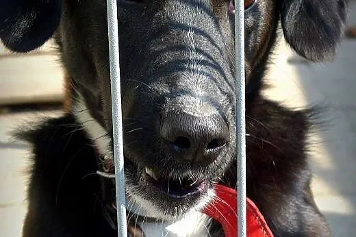 KUBUŚ SZUKA DOBREJ DUSZY!, świętokrzyskie Busko-Zdrój