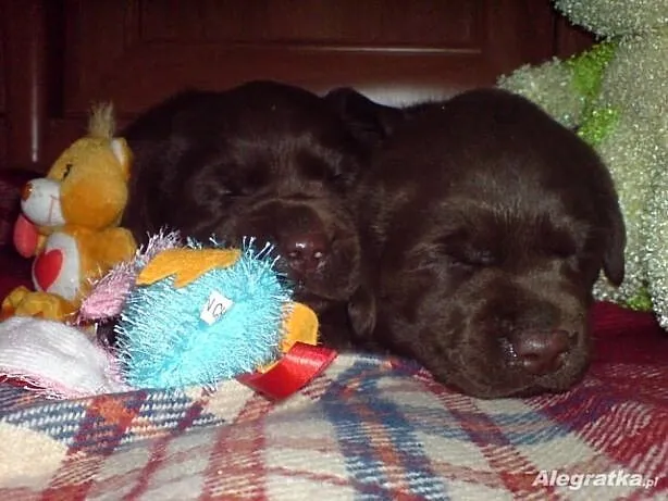 Labrador Retriever szczenie z rodowodem ZKwP, FCI, Łódzkie, Galewice