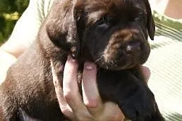 Labrador Retriever szczenie z rodowodem ZKwP, FCI, Łódzkie, Galewice