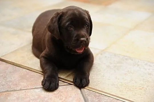 Labrador Retriever szczenie z rodowodem ZKwP, FCI, Łódzkie, Galewice