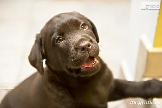 Labrador Retriever szczenie z rodowodem ZKwP, FCI , Galewice