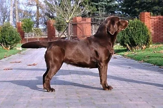 Labrador Retriever szczenie z rodowodem ZKwP, FCI , Galewice