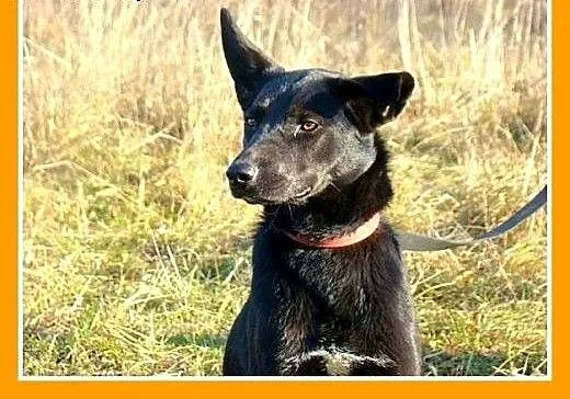 Kiwi do adopcji, mazowieckie Warszawa