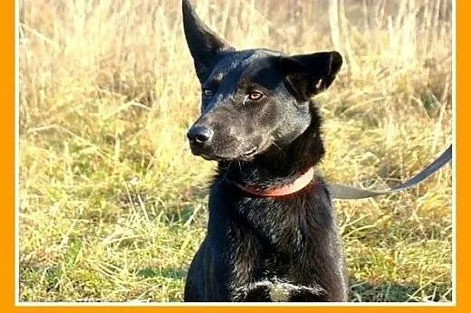Kiwi do adopcji, mazowieckie Warszawa
