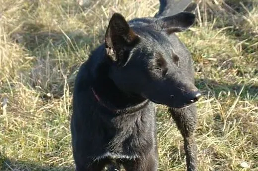 Kiwi do adopcji,  mazowieckie Warszawa