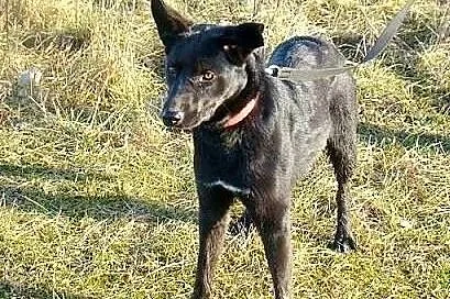 Kiwi do adopcji,  mazowieckie Warszawa