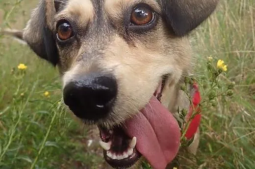 Aza- fantastyczna sunia do adopcji FILM,  pomorski