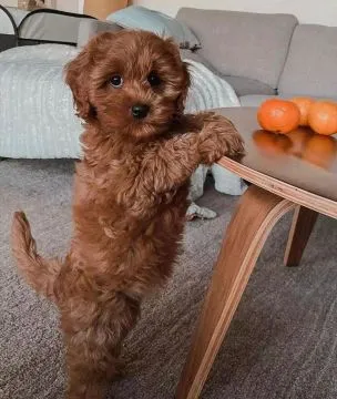 śliczne miniaturowe szczeniaki pudla do adopcji ...lll7, , Podkarpina