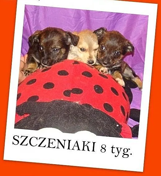 Zuziki,8 tyg,suczka,piesek,docelowo średnie ADOPCJ