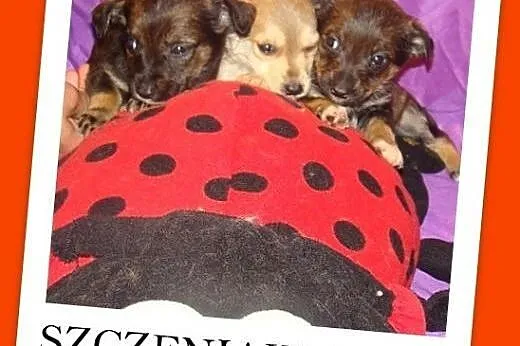 Zuziki,8 tyg,suczka,piesek,docelowo średnie ADOPCJ