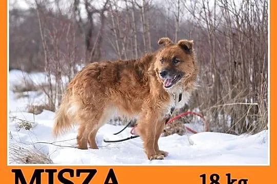 18 kg, wesoły, towarzyski, przyjazny, puchaty psia