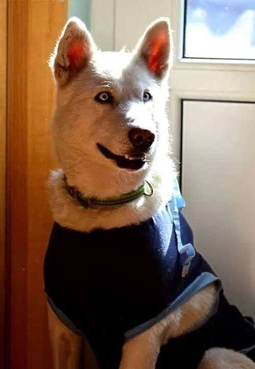Alaska - wspaniały mix husky czeka na kochający do
