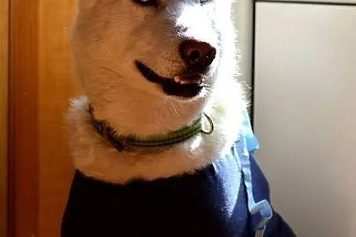 Alaska - wspaniały mix husky czeka na kochający dom, śląskie Sosnowiec