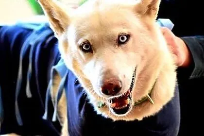 Alaska - wspaniały mix husky czeka na kochający do