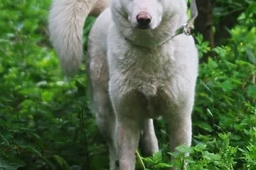 Alaska - wspaniały mix husky czeka na kochający do