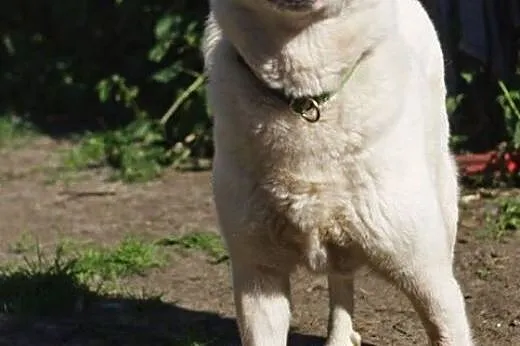 Alaska - wspaniały mix husky czeka na kochający do
