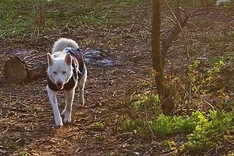 Alaska - wspaniały mix husky czeka na kochający do