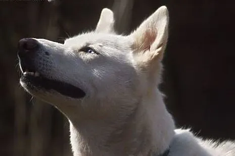 Alaska - wspaniały mix husky czeka na kochający do