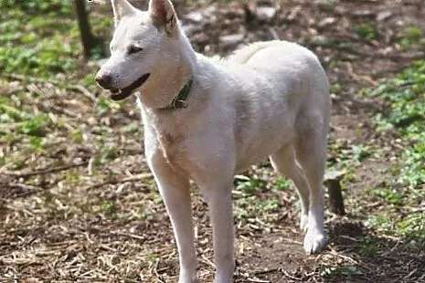 Alaska - wspaniały mix husky czeka na kochający do