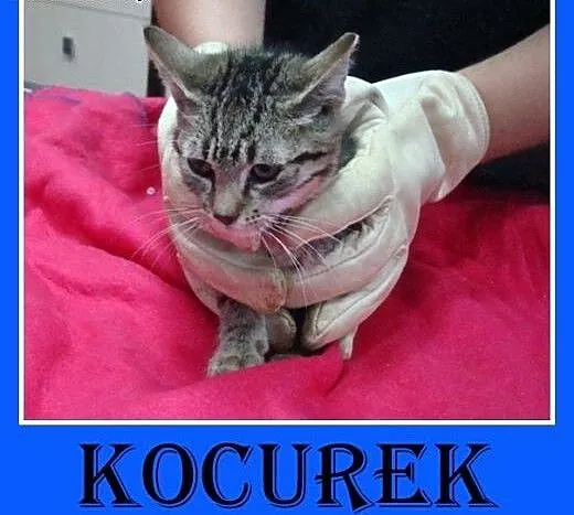 Wychodzący,3 miesięczny kocurek, odrobaczony, odpc
