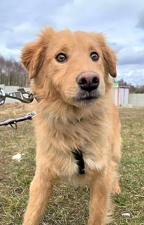 PUSZEK - wrażliwy psiak w typie golden retriver szuka domu!, Mazowieckie, Warszawa