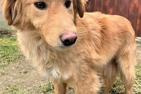 PUSZEK - wrażliwy psiak w typie golden retriver szuka domu!, Mazowieckie, Warszawa