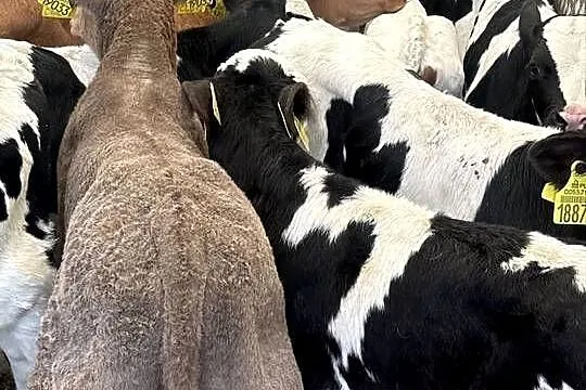 20 szt byczków polskich, Łódzkie, Łódź