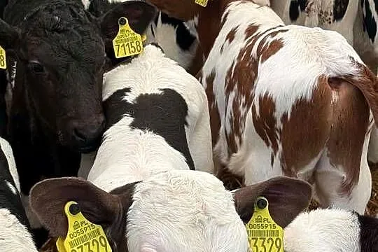 20 szt byczków polskich, Łódzkie, Łódź