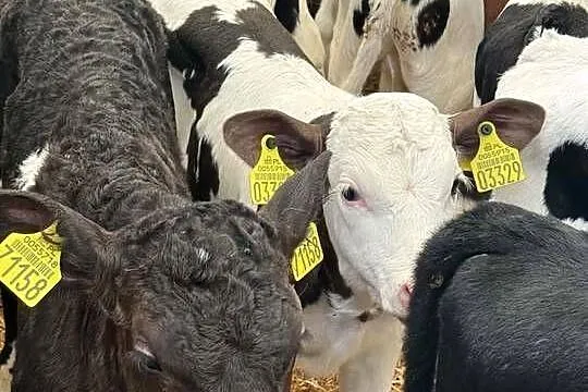 20 szt byczków polskich, Łódzkie, Łódź