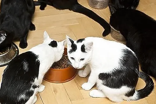 SZNIKUŚ - młodziutki przytulasty krówek :)
