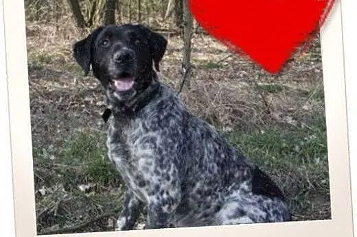 Lucky - wyżeł niemiecki ZOBACZ FILMIKI,  dolnośląs
