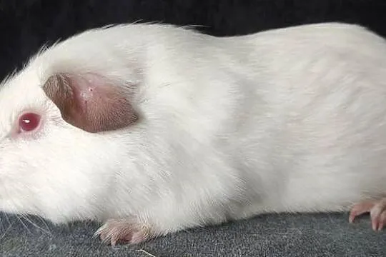 Świnka morska cavia self gładkowłosa z hodowli, Śląskie, Dąbrowa Górnicza