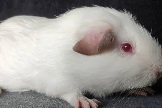 Świnka morska cavia self gładkowłosa z hodowli, Śląskie, Dąbrowa Górnicza