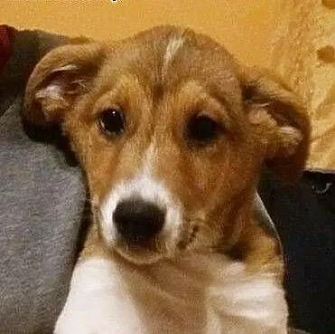 Salimek szuka prawdziwego domu, mazowieckie Warsz