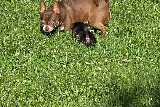 Chihuahua czekoladowa dorosła