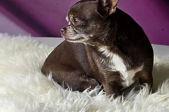 Chihuahua czekoladowa dorosła, Śląskie, Bielsko-Biała