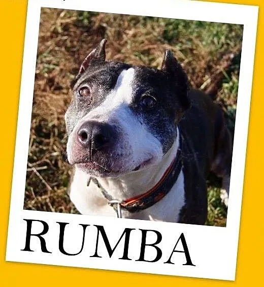 Amstaff mix,łagodna,wesoła,przyjazna suka RUMBA.Ad