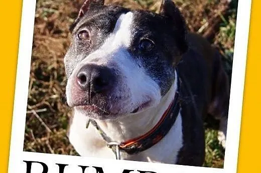 Amstaff mix,łagodna,wesoła,przyjazna suka RUMBA.Ad
