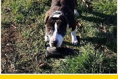 Amstaff mix,łagodna,wesoła,przyjazna suka RUMBA.Ad