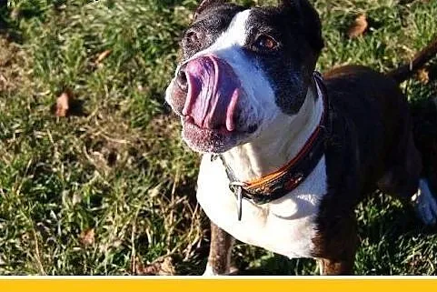 Amstaff mix,łagodna,wesoła,przyjazna suka RUMBA.Ad