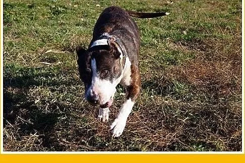 Amstaff mix,łagodna,wesoła,przyjazna suka RUMBA.Ad