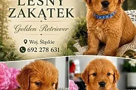 Golden retriever gotowe na nowy domek