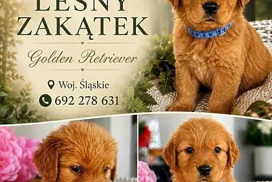 Golden retriever gotowe na nowy domek