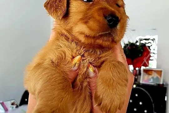 Golden retriever gotowe na nowy domek, Śląskie, Poręba