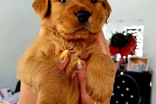 Golden retriever gotowe na nowy domek, Śląskie, Poręba